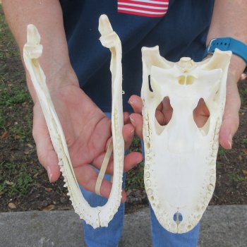 9-1/2" Alligator Skull 