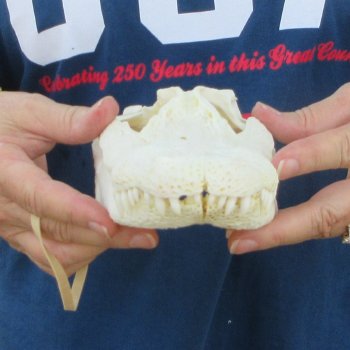 10" B-Grade Alligator Skull 