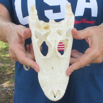 10" B-Grade Alligator Skull 