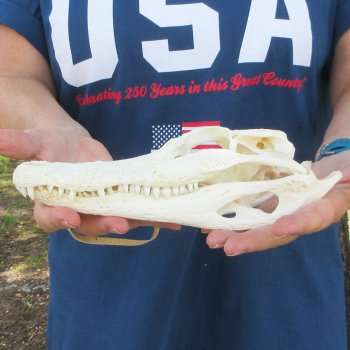 10" B-Grade Alligator Skull 