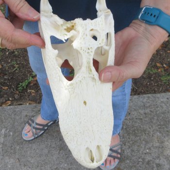 10" B-Grade Alligator Skull 