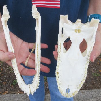 10" B-Grade Alligator Skull 
