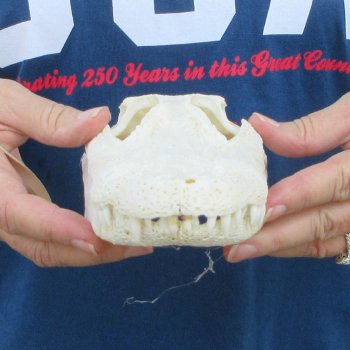 9-1/2" Alligator Skull 