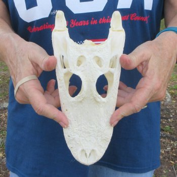 9-1/2" Alligator Skull 