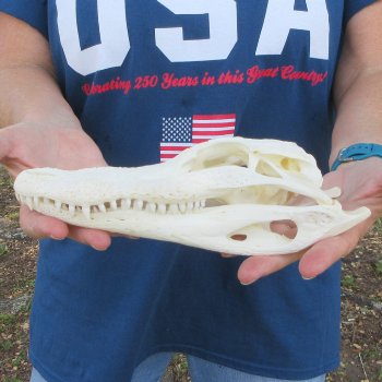 9-1/2" Alligator Skull 