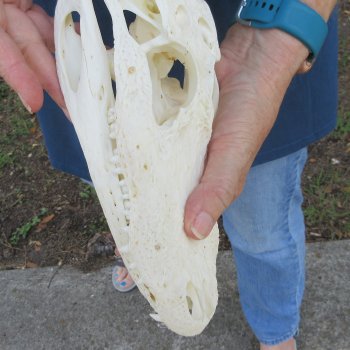 9-1/2" Alligator Skull 