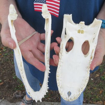 9-1/2" Alligator Skull 