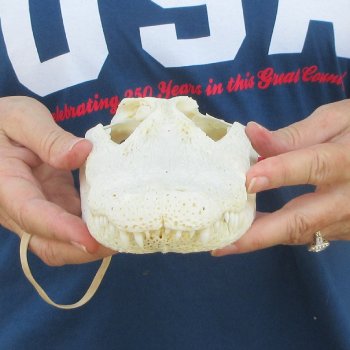 9-3/4" B-Grade Alligator Skull 