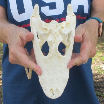 9-3/4" B-Grade Alligator Skull 
