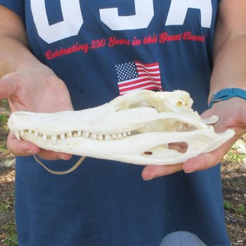 9-3/4" B-Grade Alligator Skull 