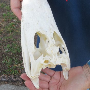 9-3/4" B-Grade Alligator Skull 