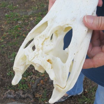 9-3/4" B-Grade Alligator Skull 