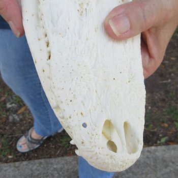 9-3/4" B-Grade Alligator Skull 