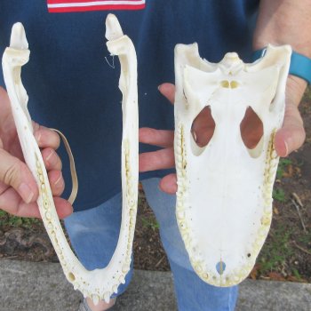 9-3/4" B-Grade Alligator Skull 