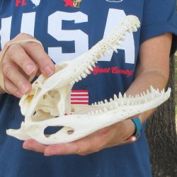 9" Alligator S...