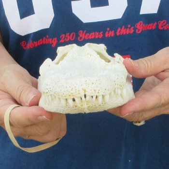 9" Alligator Skull 