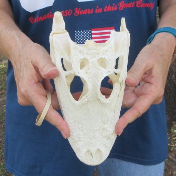 9" Alligator Skull 