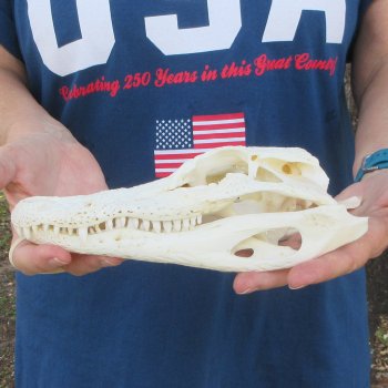 9" Alligator Skull 