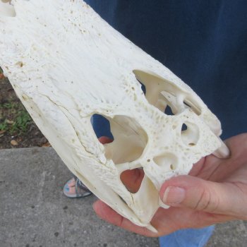 9" Alligator Skull 