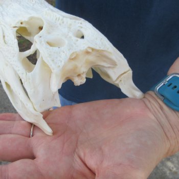 9" Alligator Skull 