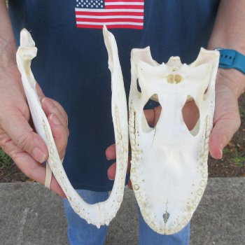 9" Alligator Skull 