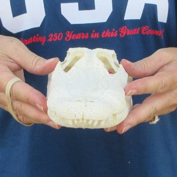 9-1/2" Alligator Skull 