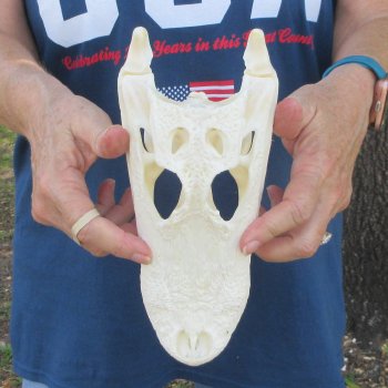 9-1/2" Alligator Skull 