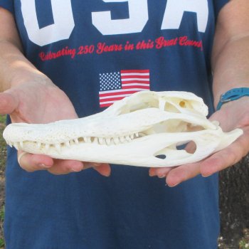 9-1/2" Alligator Skull 