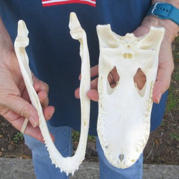 9-1/2" Alligator Skull 