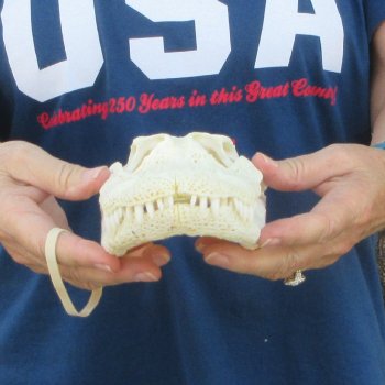 9-3/4" Alligator Skull 