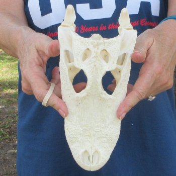 9-3/4" Alligator Skull 