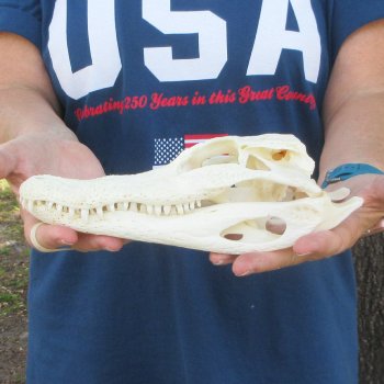 9-3/4" Alligator Skull 