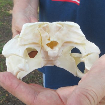 9-3/4" Alligator Skull 