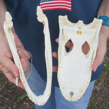 9-3/4" Alligator Skull 