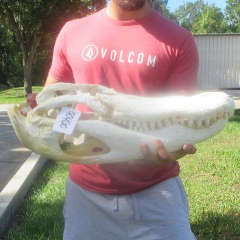 23" Alligator Skull 