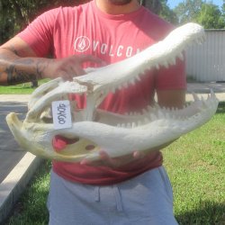 23" Alligator ...