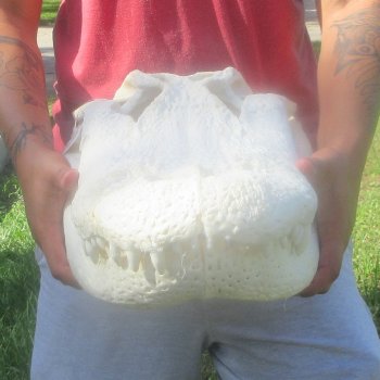 23" Alligator Skull 
