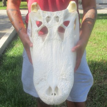23" Alligator Skull 