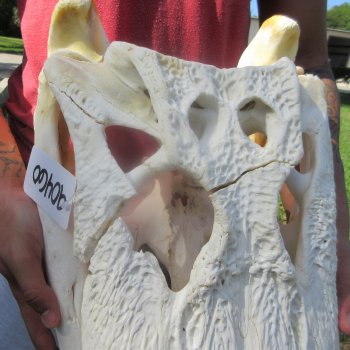 23" Alligator Skull 