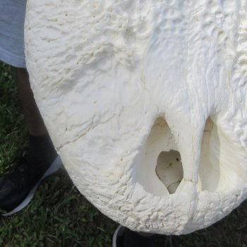 23" Alligator Skull 