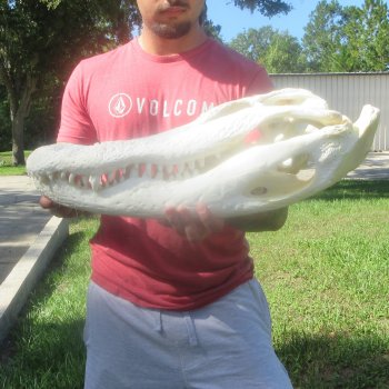23" Alligator Skull 