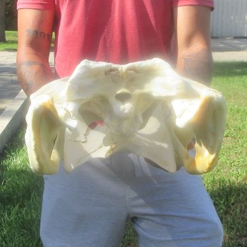 23" Alligator Skull 