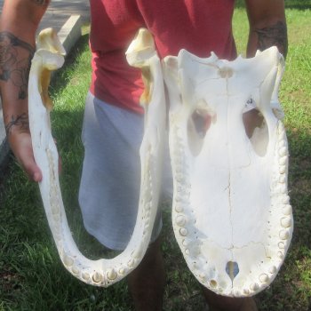 23" Alligator Skull 