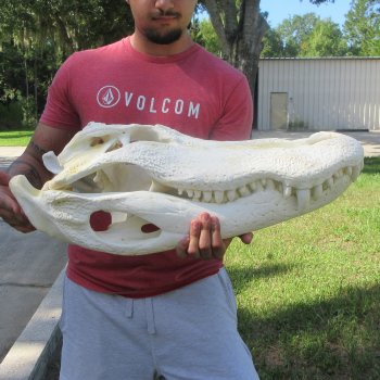 26" Alligator Skull (Adult Signature Required)