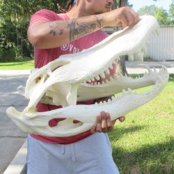26" Alligator Skull (Adult Signature Required)