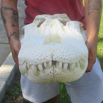26" Alligator Skull (Adult Signature Required)