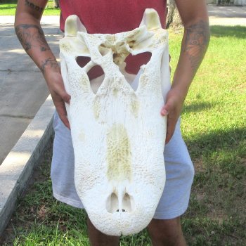 26" Alligator Skull (Adult Signature Required)
