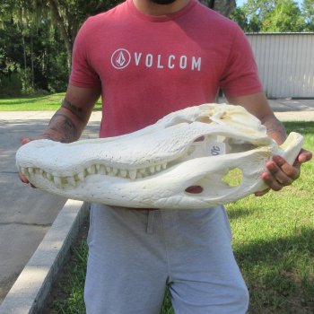 26" Alligator Skull (Adult Signature Required)