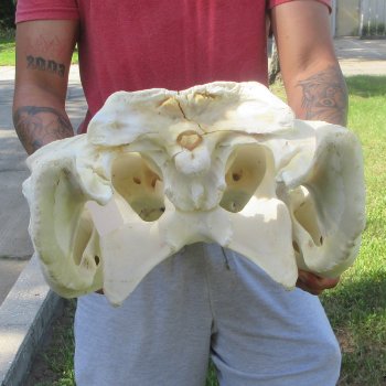 26" Alligator Skull (Adult Signature Required)