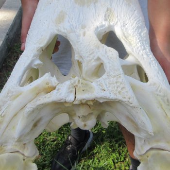 26" Alligator Skull (Adult Signature Required)